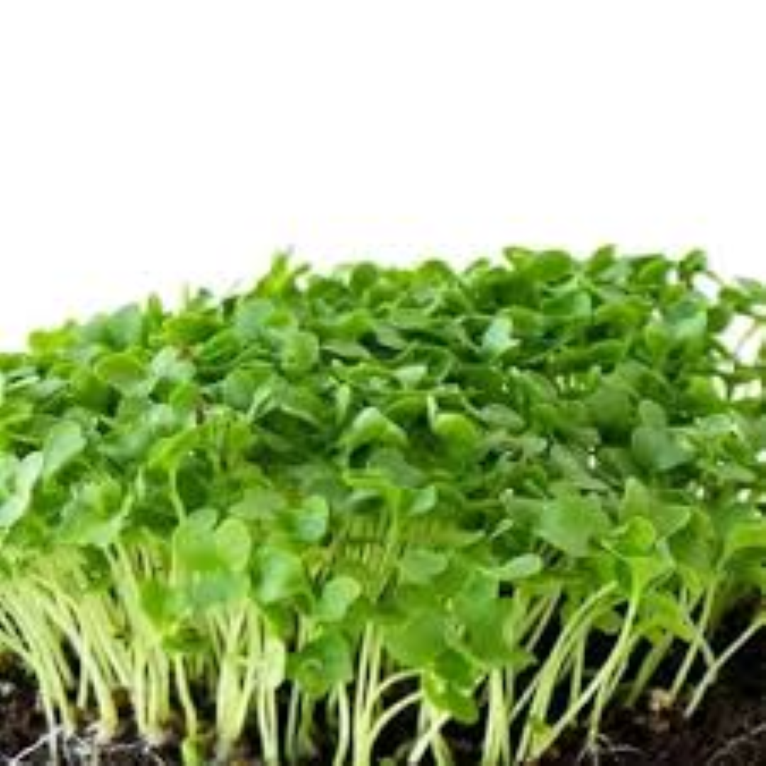 GARNISH GARDEN MICROGREENS TUSCAN KALE 30G